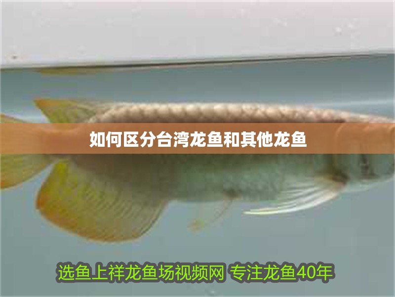 如何區分臺灣龍魚和其他龍魚