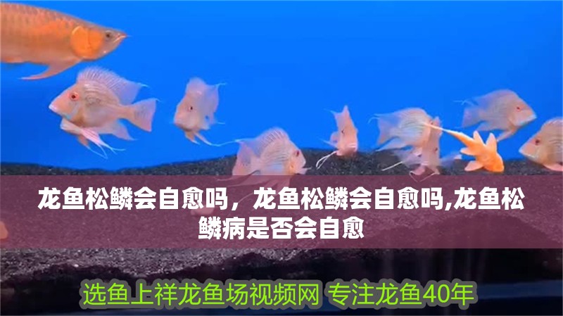 我的虎魚真菌感染了要怎么處理 龍魚松鱗會自愈嗎,龍魚松鱗會自愈嗎,龍魚松鱗病是否會自愈 龍魚百科 龍魚松鱗會自愈嗎,龍魚松鱗會自愈嗎,龍魚松鱗病是否會自愈 龍魚松鱗會自愈嗎,龍魚松鱗會自愈嗎,龍魚松鱗病是否會自愈 龍魚百科