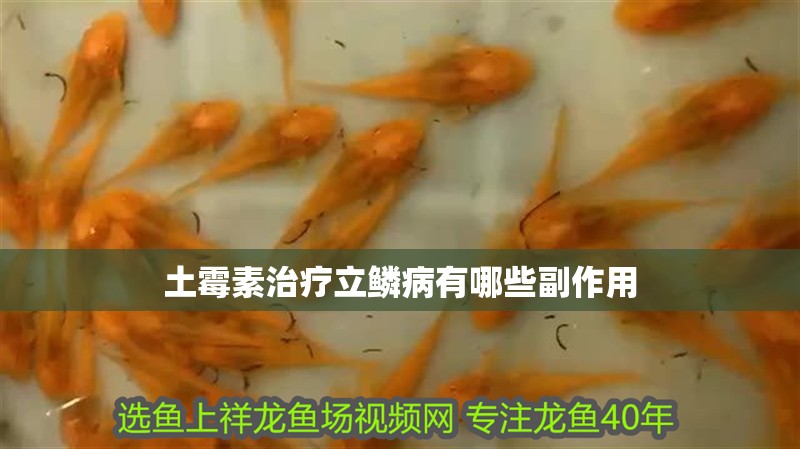 魚缸過濾器選購指南:自制魚缸過濾器魚缸上置過濾器對于養(yǎng)魚愛好者的必備知識 土霉素治療立鱗病有哪些副作用 龍魚百科 土霉素治療立鱗病有哪些副作用 土霉素治療立鱗病有哪些副作用 龍魚百科