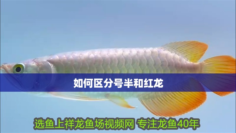 龍魚干蝦有營養(yǎng)嗎 如何區(qū)分號半和紅龍 龍魚百科 如何區(qū)分號半和紅龍 如何區(qū)分號半和紅龍 龍魚百科