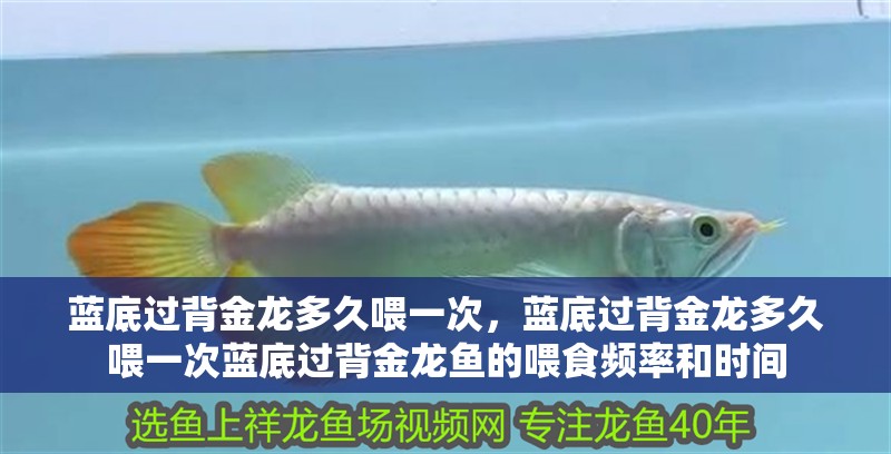 藍底過背金龍多久喂一次，藍底過背金龍多久喂一次藍底過背金龍魚的喂食頻率和時間 藍底過背金龍多久喂一次，藍底過背金龍多久喂一次藍底過背金龍魚的喂食頻率和時間 龍魚百科