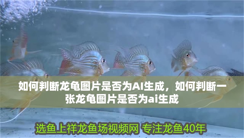 如何判斷龍龜圖片是否為AI生成，如何判斷一張龍龜圖片是否為ai生成