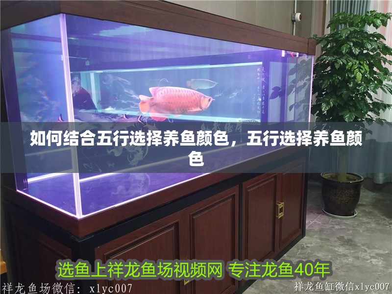 龍魚怕什么 如何結合五行選擇養魚顏色,五行選擇養魚顏色 龍魚百科 如何結合五行選擇養魚顏色,五行選擇養魚顏色 如何結合五行選擇養魚顏色,五行選擇養魚顏色 龍魚百科