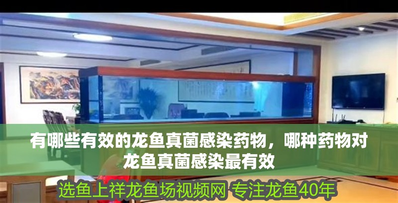 有哪些有效的龍魚真菌感染藥物，哪種藥物對龍魚真菌感染最有效 有哪些有效的龍魚真菌感染藥物，哪種藥物對龍魚真菌感染最有效 龍魚百科