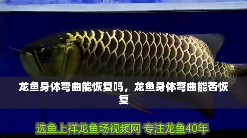 龍魚身體彎曲能恢復(fù)嗎，龍魚身體彎曲能否恢復(fù)