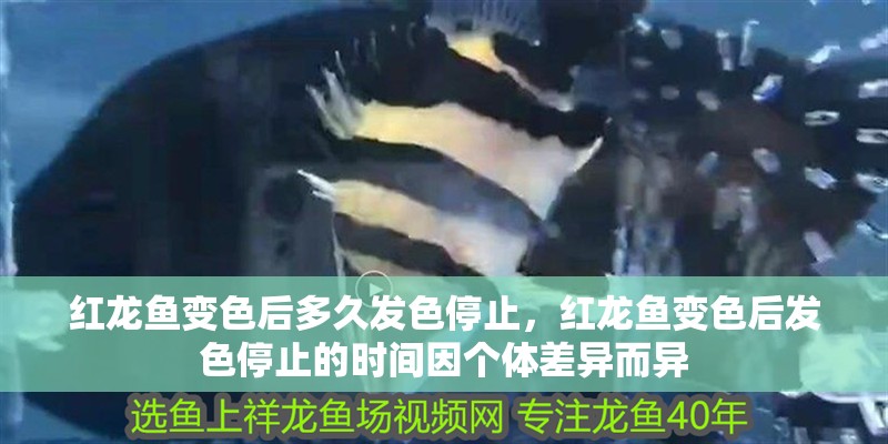 紅龍魚變色后多久發色停止，紅龍魚變色后發色停止的時間因個體差異而異 紅龍魚變色后多久發色停止，紅龍魚變色后發色停止的時間因個體差異而異 龍魚百科