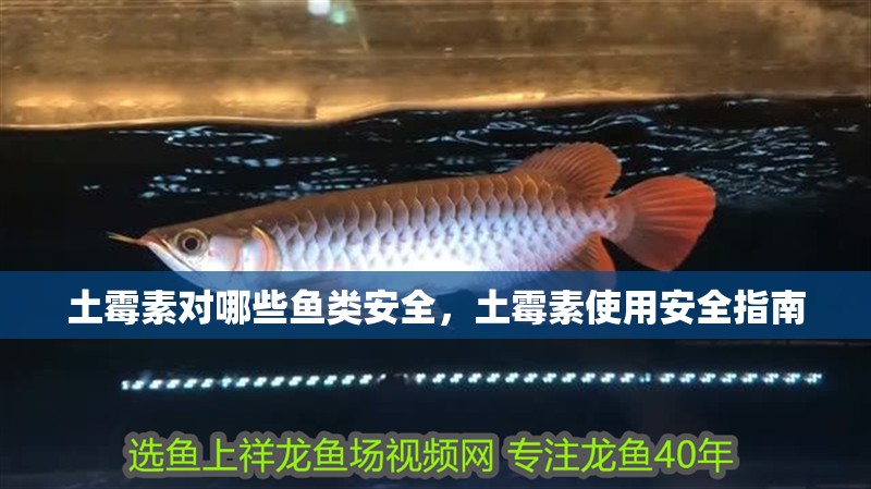 土霉素對哪些魚類安全，土霉素使用安全指南 土霉素對哪些魚類安全，土霉素使用安全指南 龍魚百科