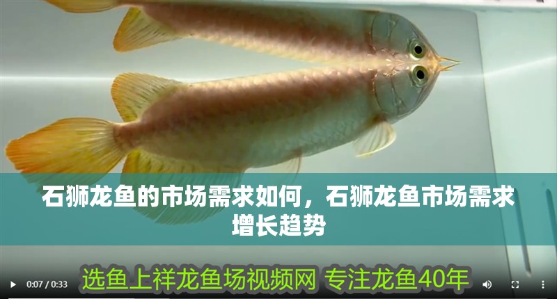 石獅龍魚的市場需求如何，石獅龍魚市場需求增長趨勢