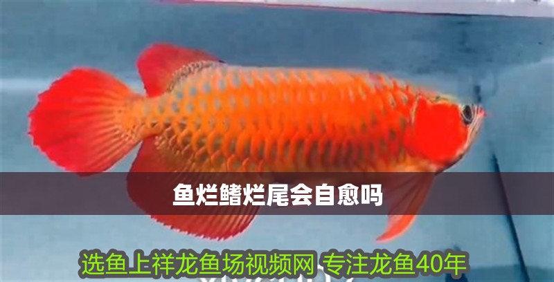 魚爛鰭爛尾會自愈嗎