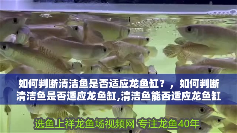 魚缸過濾器選購指南:自制魚缸過濾器魚缸上置過濾器對于養魚愛好者的必備知識 如何判斷清潔魚是否適應龍魚缸?,如何判斷清潔魚是否適應龍魚缸,清潔魚能否適應龍魚缸 龍魚百科 如何判斷清潔魚是否適應龍魚缸?,如何判斷清潔魚是否適應龍魚缸,清潔魚能否適應龍魚缸 如何判斷清潔魚是否適應龍魚缸?,如何判斷清潔魚是否適應龍魚缸,清潔魚能否適應龍魚缸 龍魚百科