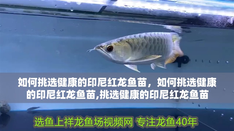 如何挑選健康的印尼紅龍魚苗，如何挑選健康的印尼紅龍魚苗,挑選健康的印尼紅龍魚苗