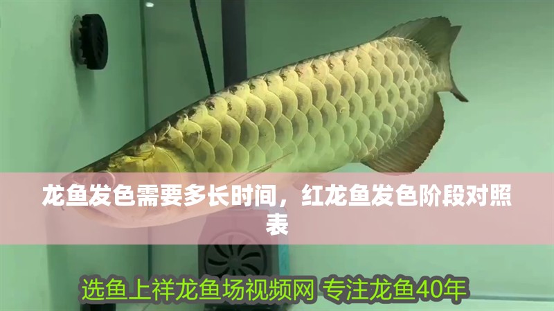 龍魚發色需要多長時間，紅龍魚發色階段對照表