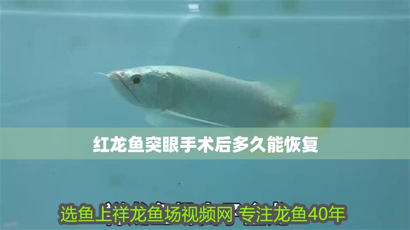 紅龍魚突眼手術后多久能恢復 紅龍魚突眼手術后多久能恢復 龍魚百科