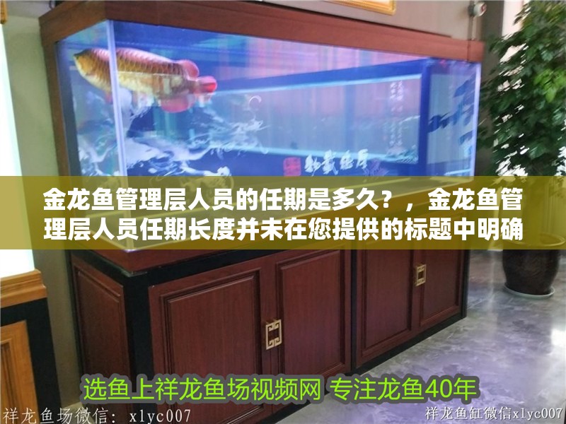 金龍魚管理層人員的任期是多久？，金龍魚管理層人員任期長度并未在您提供的標題中明確說明 金龍魚管理層人員的任期是多久？，金龍魚管理層人員任期長度并未在您提供的標題中明確說明 龍魚百科