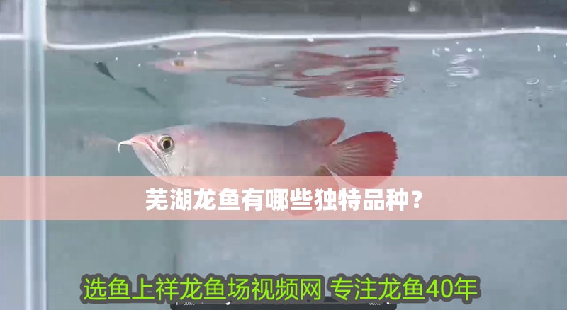 蕪湖龍魚有哪些獨特品種？ 蕪湖龍魚有哪些獨特品種？ 龍魚百科