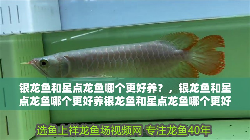 銀龍魚和星點龍魚哪個更好養(yǎng)？，銀龍魚和星點龍魚哪個更好養(yǎng)銀龍魚和星點龍魚哪個更好養(yǎng) 銀龍魚和星點龍魚哪個更好養(yǎng)？，銀龍魚和星點龍魚哪個更好養(yǎng)銀龍魚和星點龍魚哪個更好養(yǎng) 龍魚百科