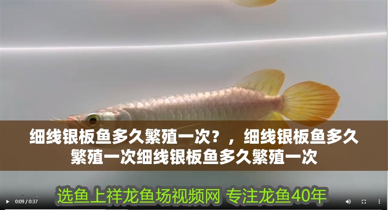 細(xì)線銀板魚(yú)多久繁殖一次？，細(xì)線銀板魚(yú)多久繁殖一次細(xì)線銀板魚(yú)多久繁殖一次 細(xì)線銀板魚(yú)多久繁殖一次？，細(xì)線銀板魚(yú)多久繁殖一次細(xì)線銀板魚(yú)多久繁殖一次 龍魚(yú)百科