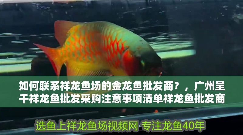如何聯(lián)系祥龍魚場(chǎng)的金龍魚批發(fā)商？，廣州呈千祥龍魚批發(fā)采購(gòu)注意事項(xiàng)清單祥龍魚批發(fā)商 如何聯(lián)系祥龍魚場(chǎng)的金龍魚批發(fā)商？，廣州呈千祥龍魚批發(fā)采購(gòu)注意事項(xiàng)清單祥龍魚批發(fā)商 龍魚百科