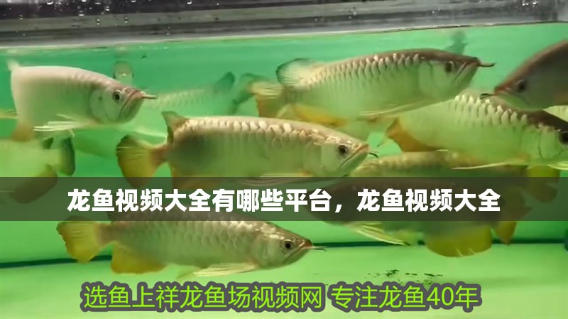 龍魚視頻大全有哪些平臺，龍魚視頻大全 龍魚視頻大全有哪些平臺，龍魚視頻大全 龍魚百科
