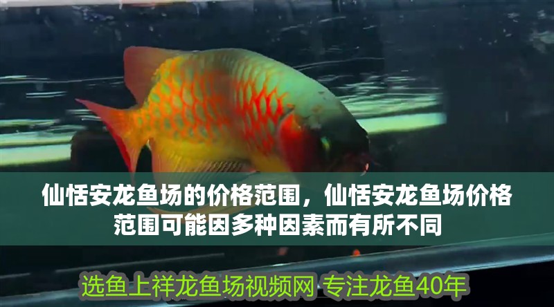 仙恬安龍魚場的價格范圍，仙恬安龍魚場價格范圍可能因多種因素而有所不同 仙恬安龍魚場的價格范圍，仙恬安龍魚場價格范圍可能因多種因素而有所不同 龍魚百科
