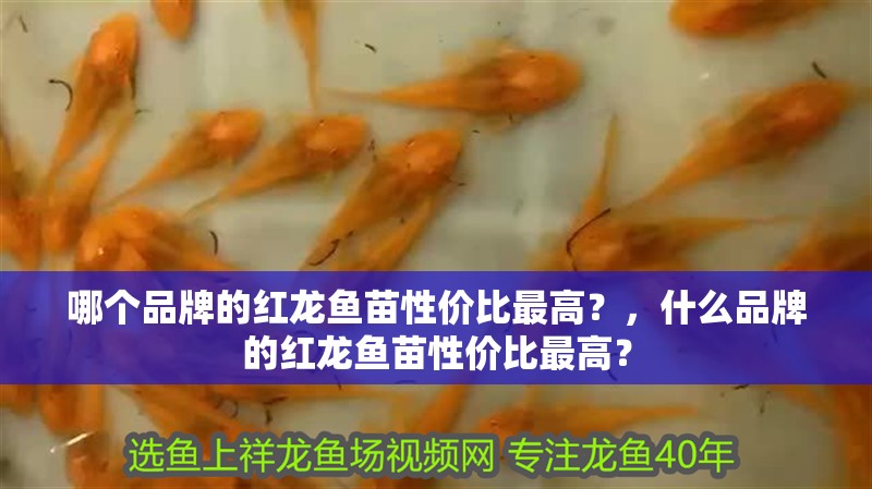 龍魚干蝦有營養(yǎng)嗎 哪個品牌的紅龍魚苗性價(jià)比最高?,什么品牌的紅龍魚苗性價(jià)比最高? 龍魚百科 哪個品牌的紅龍魚苗性價(jià)比最高?,什么品牌的紅龍魚苗性價(jià)比最高? 哪個品牌的紅龍魚苗性價(jià)比最高?,什么品牌的紅龍魚苗性價(jià)比最高? 龍魚百科