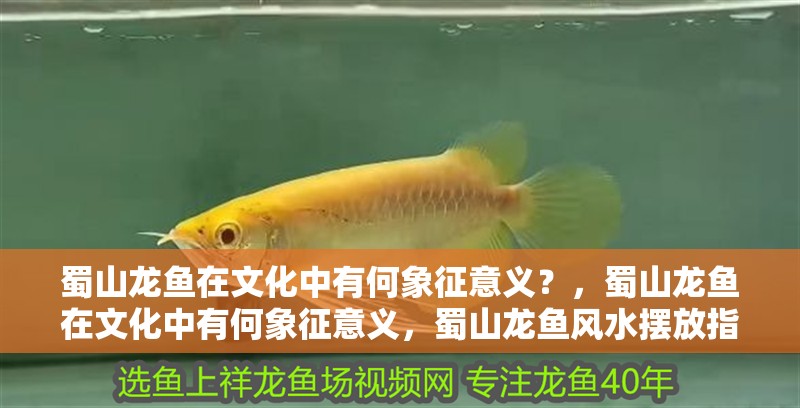 蜀山龍魚在文化中有何象征意義？，蜀山龍魚在文化中有何象征意義，蜀山龍魚風水擺放指南 蜀山龍魚在文化中有何象征意義？，蜀山龍魚在文化中有何象征意義，蜀山龍魚風水擺放指南 龍魚百科