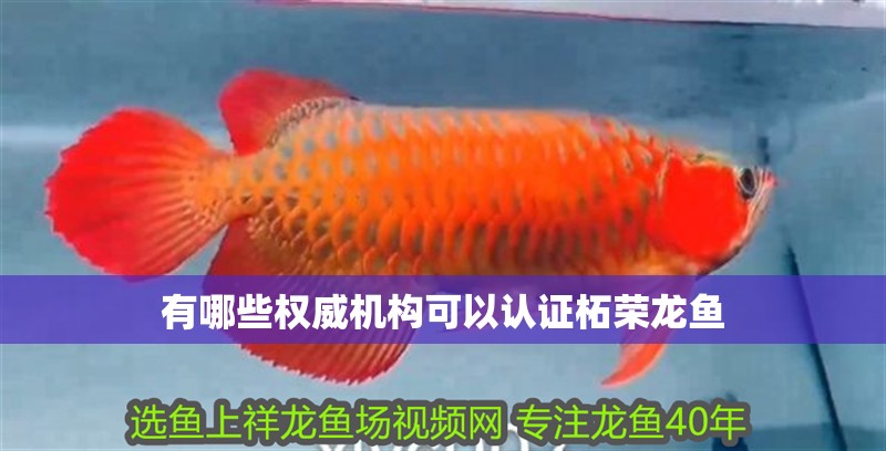 有哪些權(quán)威機(jī)構(gòu)可以認(rèn)證柘榮龍魚 有哪些權(quán)威機(jī)構(gòu)可以認(rèn)證柘榮龍魚 龍魚百科