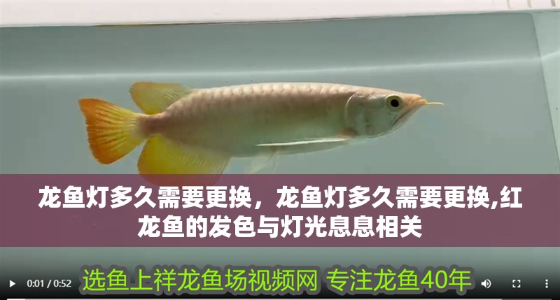 龍魚燈多久需要更換，龍魚燈多久需要更換,紅龍魚的發(fā)色與燈光息息相關(guān) 龍魚燈多久需要更換，龍魚燈多久需要更換,紅龍魚的發(fā)色與燈光息息相關(guān) 龍魚百科