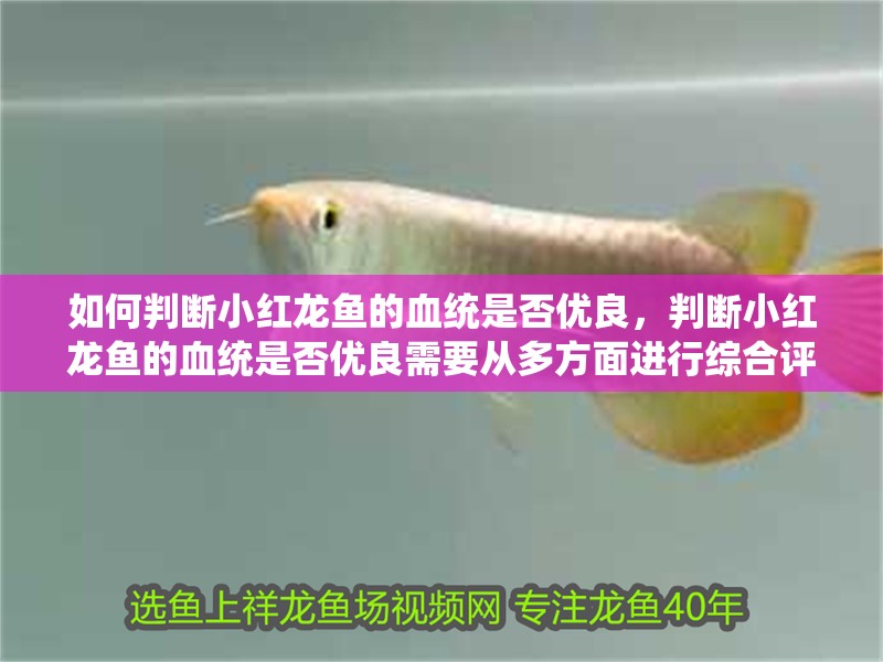 如何判斷小紅龍魚的血統(tǒng)是否優(yōu)良，判斷小紅龍魚的血統(tǒng)是否優(yōu)良需要從多方面進(jìn)行綜合評(píng)估