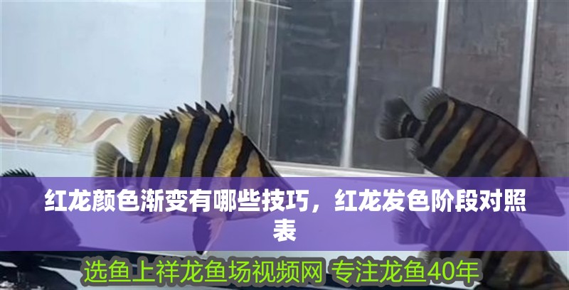 紅龍顏色漸變有哪些技巧，紅龍發(fā)色階段對(duì)照表 紅龍顏色漸變有哪些技巧，紅龍發(fā)色階段對(duì)照表 龍魚百科