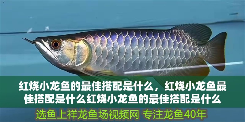 紅燒小龍魚的最佳搭配是什么，紅燒小龍魚最佳搭配是什么紅燒小龍魚的最佳搭配是什么