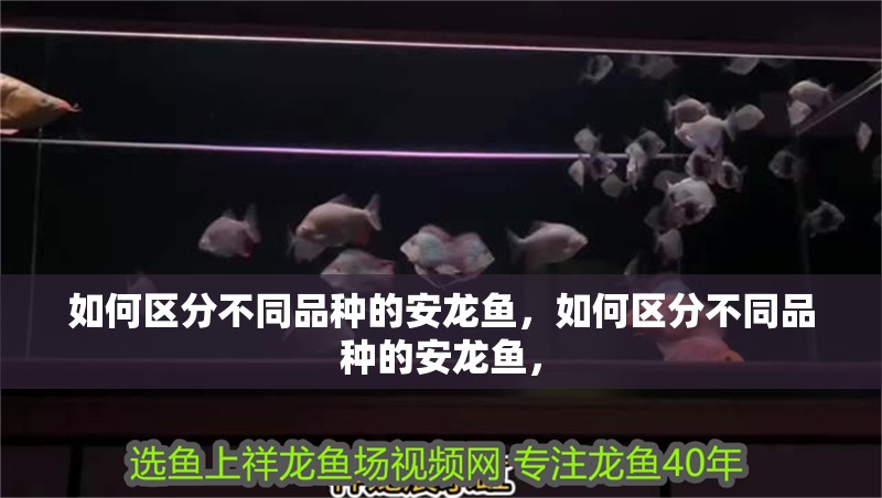 如何區分不同品種的安龍魚，如何區分不同品種的安龍魚，