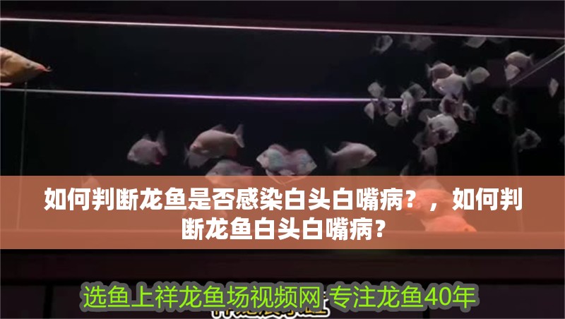 如何判斷龍魚是否感染白頭白嘴病？，如何判斷龍魚白頭白嘴病？ 如何判斷龍魚是否感染白頭白嘴病？，如何判斷龍魚白頭白嘴病？ 龍魚百科