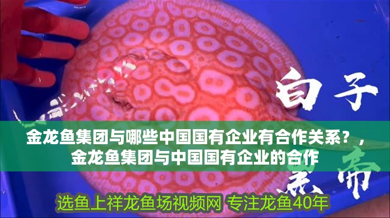 金龍魚集團(tuán)與哪些中國國有企業(yè)有合作關(guān)系？，金龍魚集團(tuán)與中國國有企業(yè)的合作