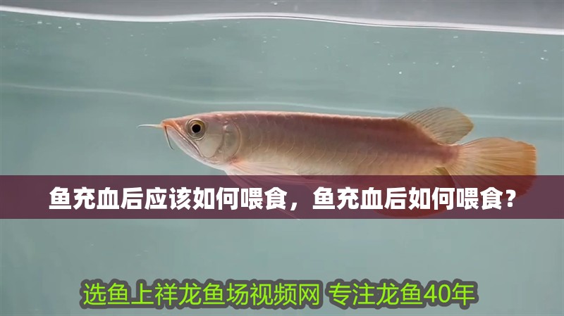 魚充血后應該如何喂食，魚充血后如何喂食？