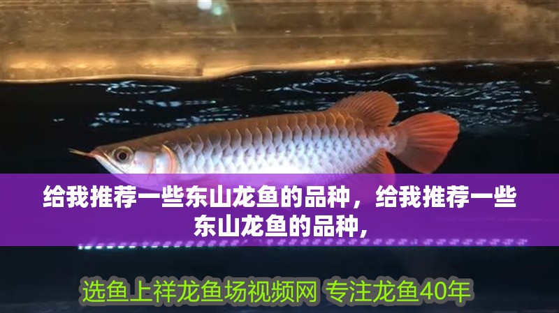 給我推薦一些東山龍魚的品種，給我推薦一些東山龍魚的品種, 給我推薦一些東山龍魚的品種，給我推薦一些東山龍魚的品種, 龍魚百科