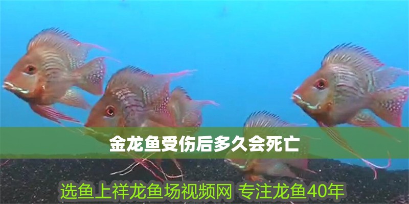 魚缸造景先放沙還是先放水(魚缸造景先鋪沙還是先放石頭) 金龍魚受傷后多久會(huì)死亡 龍魚百科 金龍魚受傷后多久會(huì)死亡 金龍魚受傷后多久會(huì)死亡 龍魚百科