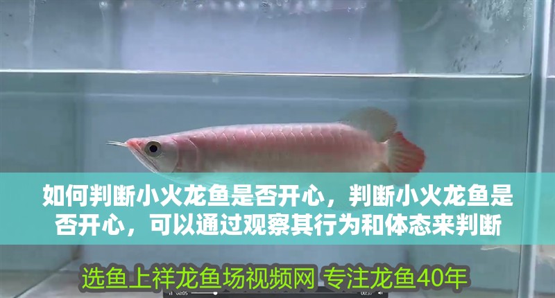 如何判斷小火龍魚是否開心，判斷小火龍魚是否開心，可以通過觀察其行為和體態(tài)來判斷 如何判斷小火龍魚是否開心，判斷小火龍魚是否開心，可以通過觀察其行為和體態(tài)來判斷 龍魚百科
