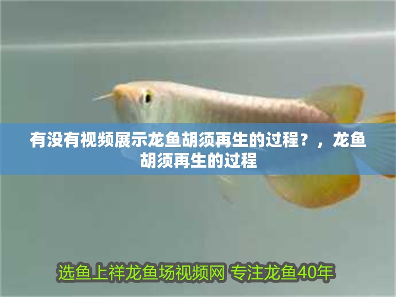 有沒有視頻展示龍魚胡須再生的過程？，龍魚胡須再生的過程
