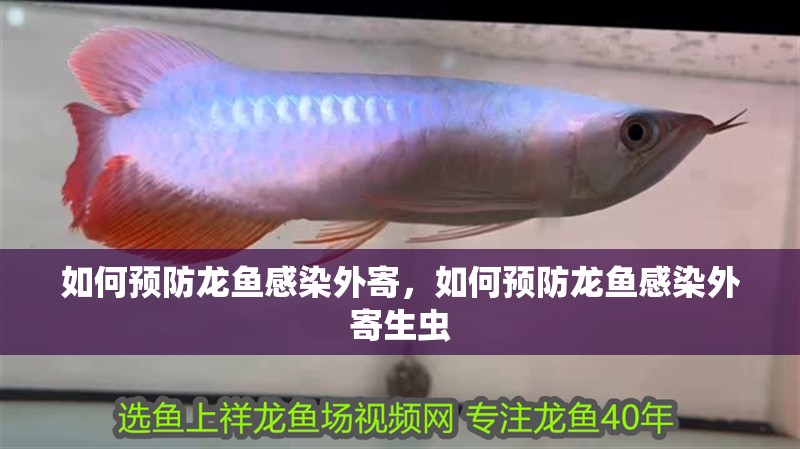 如何預防龍魚感染外寄，如何預防龍魚感染外寄生蟲 如何預防龍魚感染外寄，如何預防龍魚感染外寄生蟲 龍魚百科