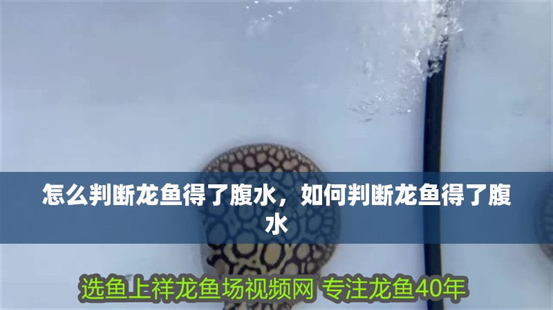 怎么判斷龍魚得了腹水，如何判斷龍魚得了腹水