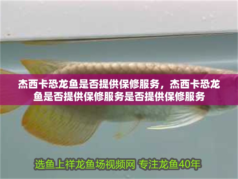 杰西卡恐龍魚是否提供保修服務(wù)，杰西卡恐龍魚是否提供保修服務(wù)是否提供保修服務(wù)