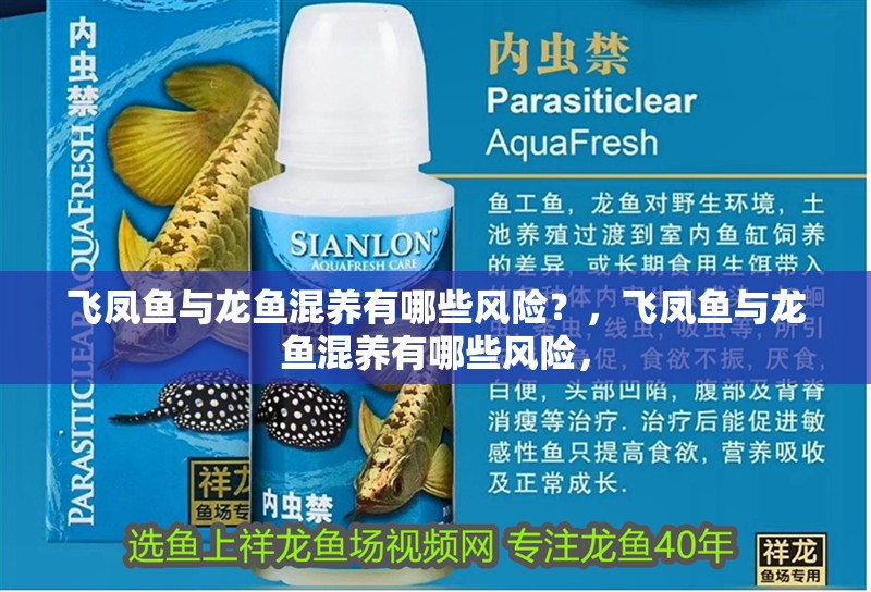 飛鳳魚與龍魚混養有哪些風險？，飛鳳魚與龍魚混養有哪些風險， 飛鳳魚與龍魚混養有哪些風險？，飛鳳魚與龍魚混養有哪些風險， 龍魚百科