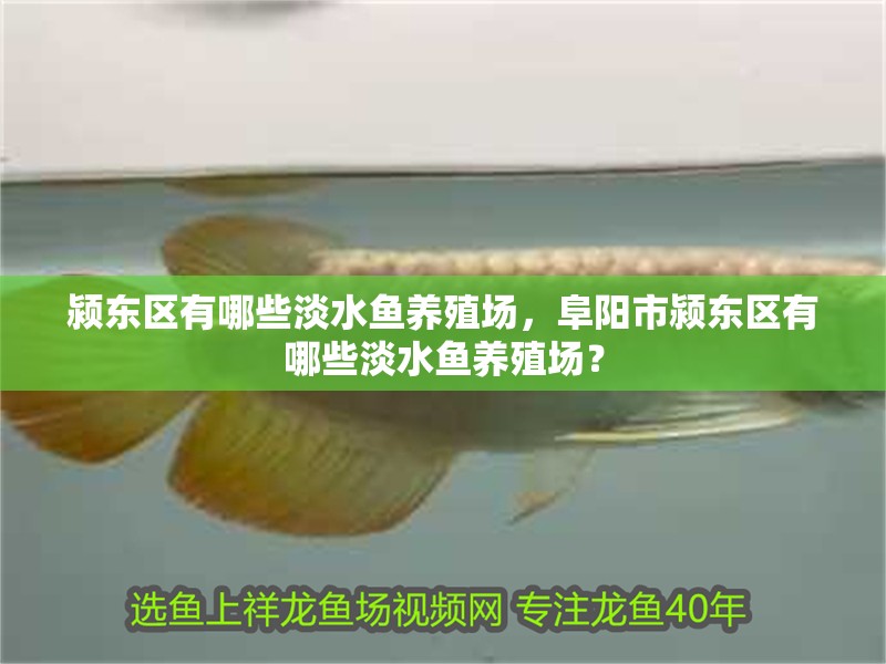 潁東區(qū)有哪些淡水魚養(yǎng)殖場，阜陽市潁東區(qū)有哪些淡水魚養(yǎng)殖場？