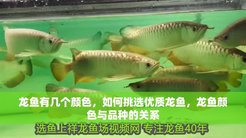 龍魚有幾個顏色，如何挑選優質龍魚，龍魚顏色與品種的關系