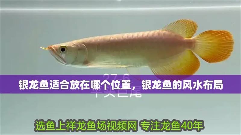 銀龍魚適合放在哪個位置，銀龍魚的風水布局 銀龍魚適合放在哪個位置，銀龍魚的風水布局 龍魚百科