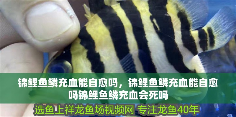 錦鯉魚鱗充血能自愈嗎，錦鯉魚鱗充血能自愈嗎錦鯉魚鱗充血會死嗎