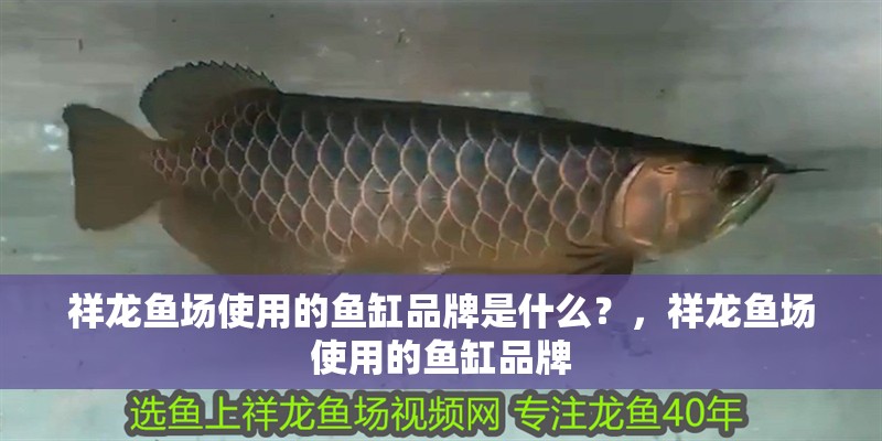 祥龍魚場使用的魚缸品牌是什么？，祥龍魚場使用的魚缸品牌 祥龍魚場使用的魚缸品牌是什么？，祥龍魚場使用的魚缸品牌 龍魚百科