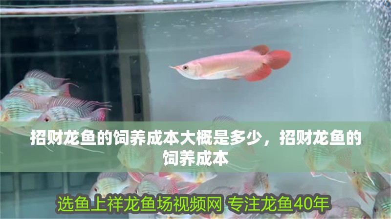 招財龍魚的飼養成本大概是多少，招財龍魚的飼養成本 招財龍魚的飼養成本大概是多少，招財龍魚的飼養成本 龍魚百科