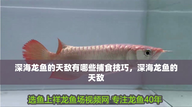 紅龍魚(yú)用黃燈烤有用嗎 深海龍魚(yú)的天敵有哪些捕食技巧,深海龍魚(yú)的天敵 龍魚(yú)百科 深海龍魚(yú)的天敵有哪些捕食技巧,深海龍魚(yú)的天敵 深海龍魚(yú)的天敵有哪些捕食技巧,深海龍魚(yú)的天敵 龍魚(yú)百科